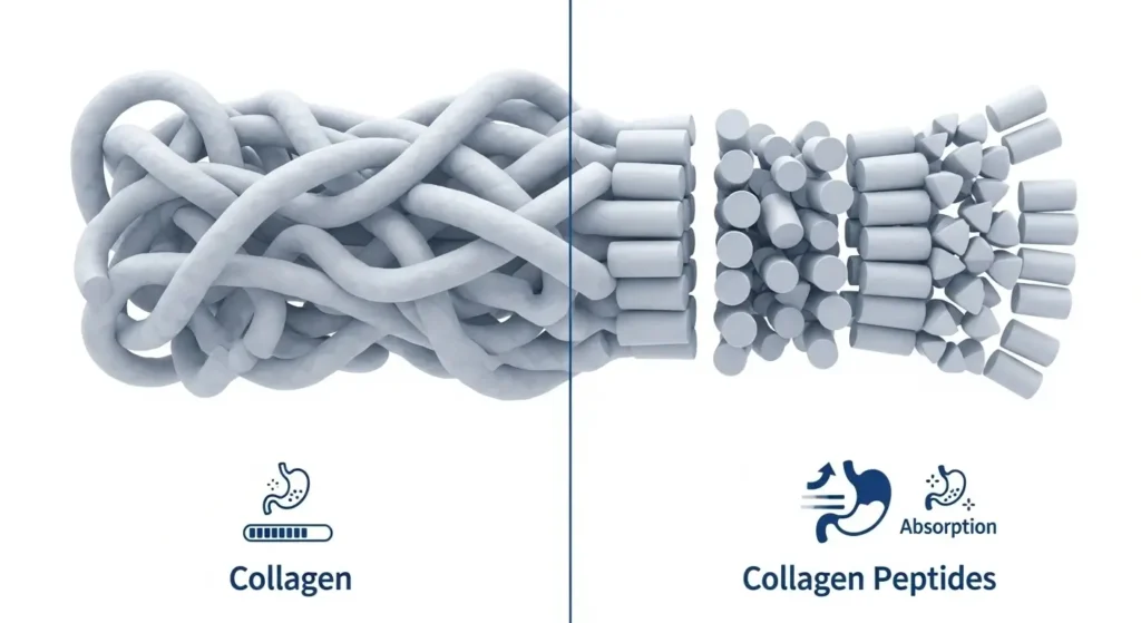 Collagen vs Collagen Peptides