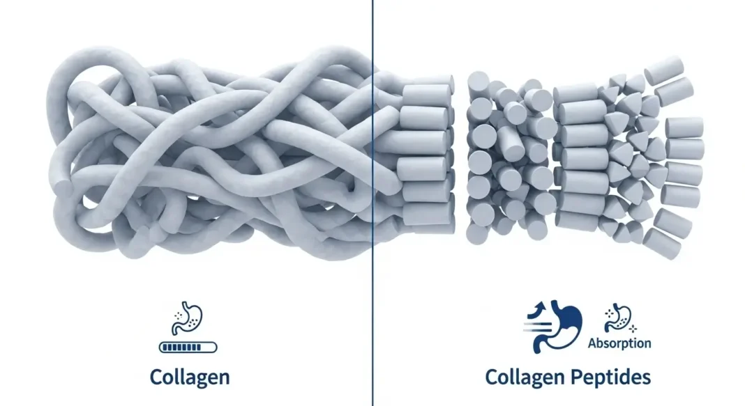 Collagen vs Collagen Peptides